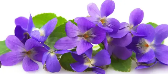 Crème glacée violette